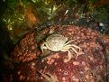 Krabbe auf rot bewachsendem Stein